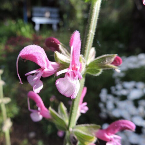 Salvia eigii