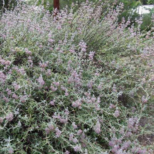 Salvia leucophylla