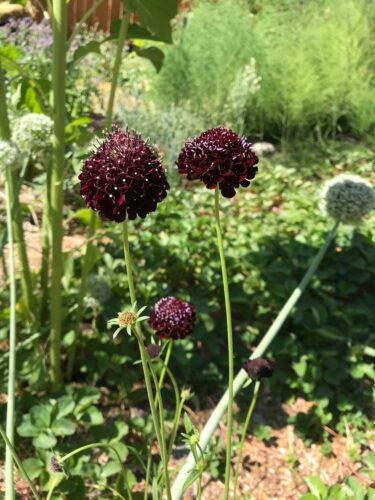 Scabiosa atropurpurea Black