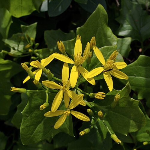 Senecio tamoides