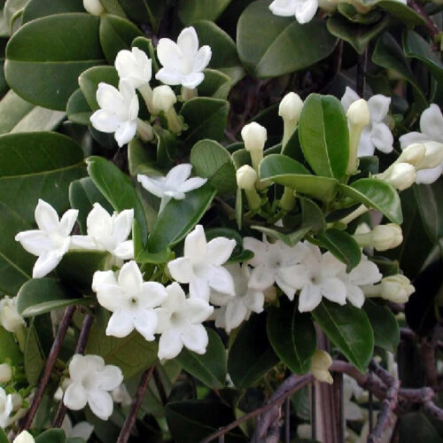 Stephanotis floribunda