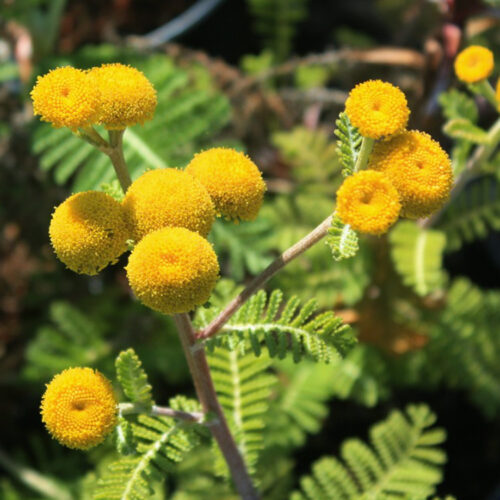 Tanacetum bipinnatum subsp. bipinnatum