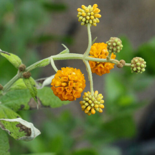 Buddleja globosa