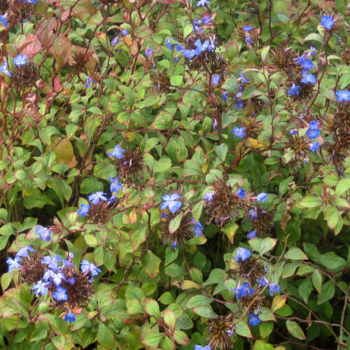 Ceratostigma willmottianum
