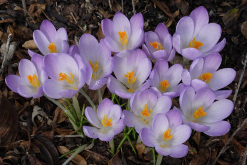 Crocus tommasinianus