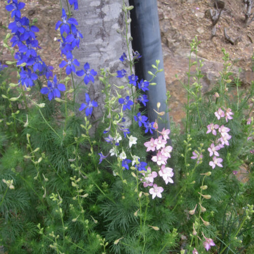 Delphinium consolida