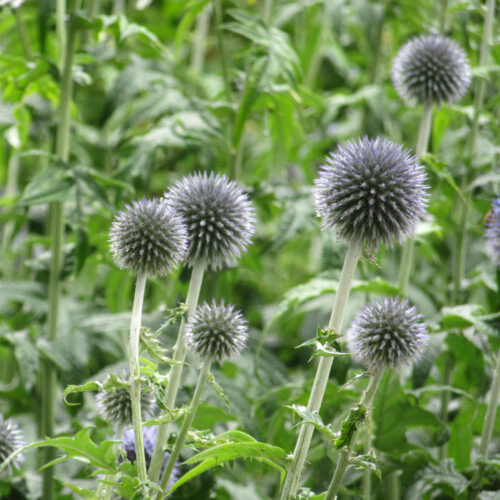 Echinops latifolius