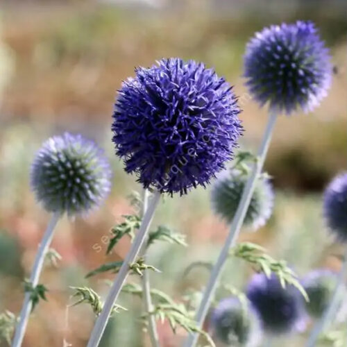 Echinops ritro subsp. ruthenicus