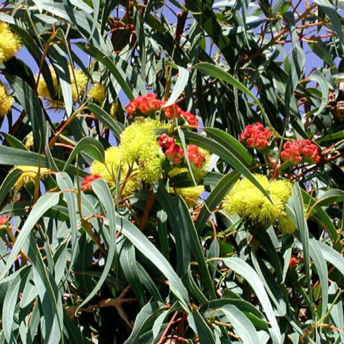 Eucalyptus erythrocorys