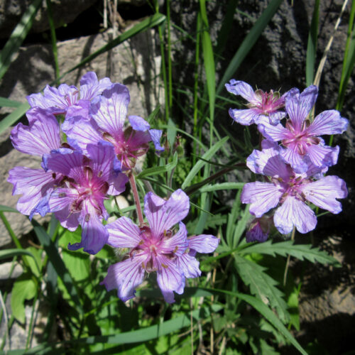 Geranium tuberosum