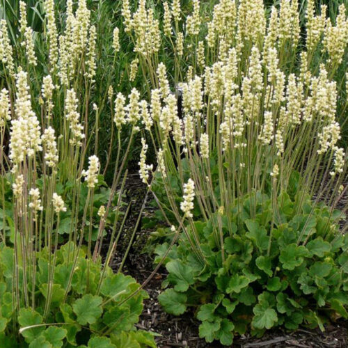Heuchera cylindrica