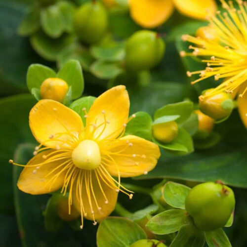 Hypericum calycinum