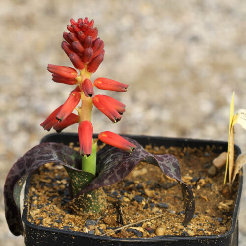 Lachenalia bulbifera