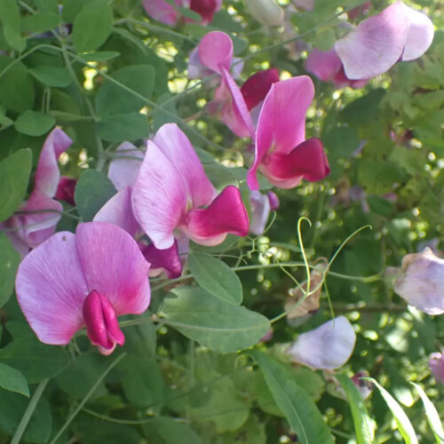 Lathyrus grandiflorus