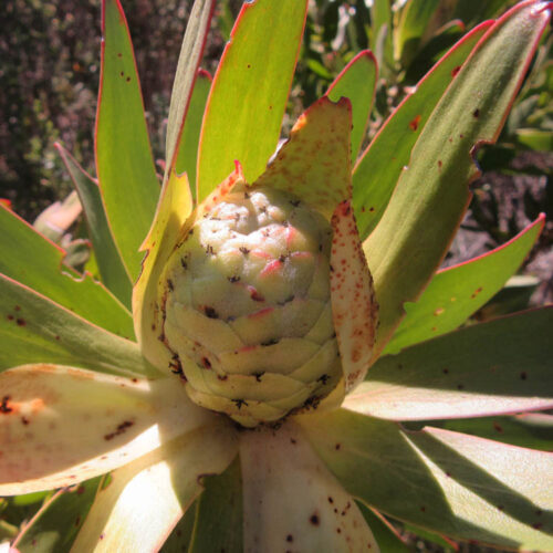 Leucadendron laureolum