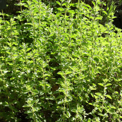 Origanum majorana