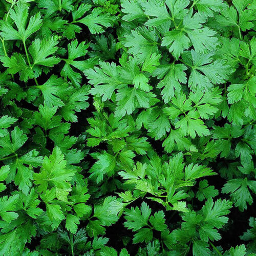 Petroselinum crispum var. neapolitanum