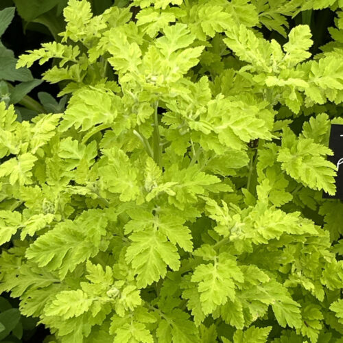 Tanacetum parthenium