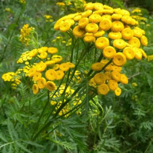 Tanacetum vulgare subsp. vulgare