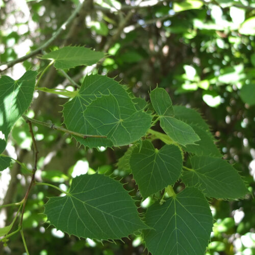 Tilia henryana