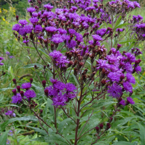 Vernonia noveboracensis