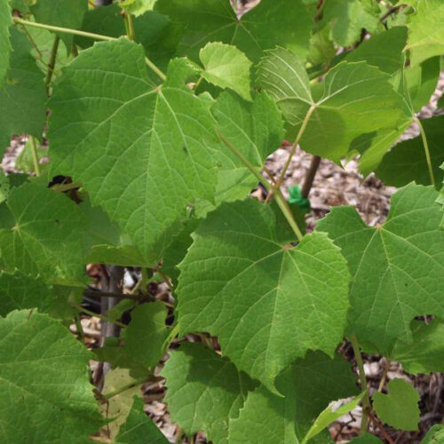 Vitis labrusca