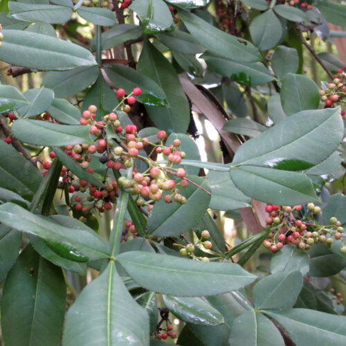 Zanthoxylum piperitum