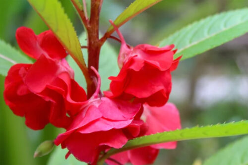 impatiens balsamena red