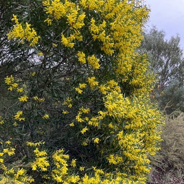 Acacia hanburyana