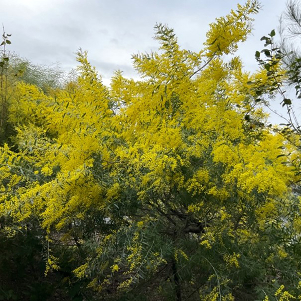 Acacia longifolia
