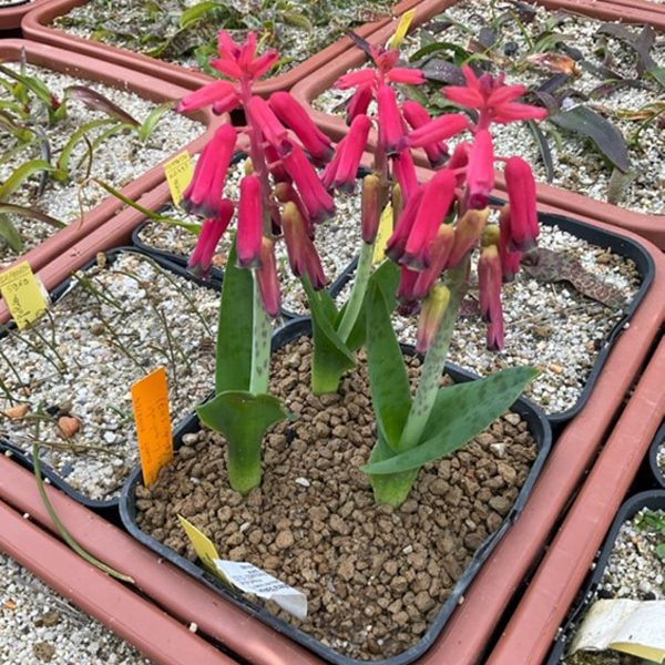Lachenalia bulbifera
