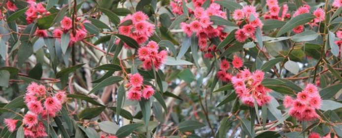 Eucalyptus leucoxylon