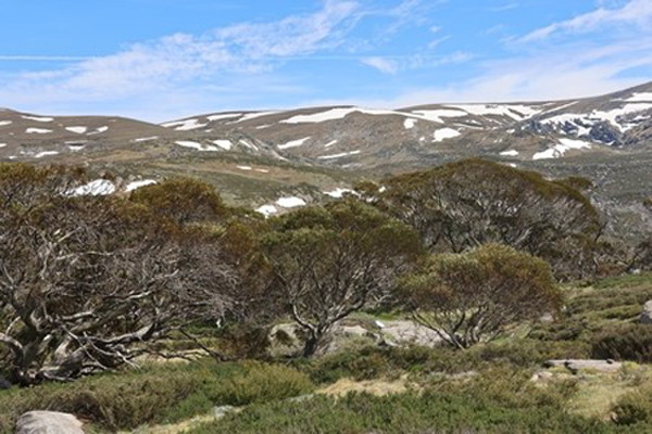 Eucalyptus niphophila