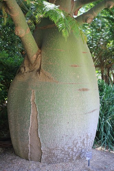 Brachychiton rupestris