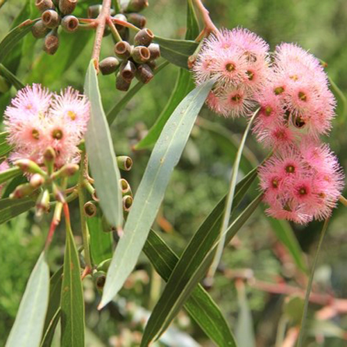Eucalyptus albopurpurea