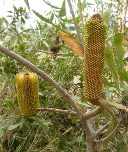 Banksia media
