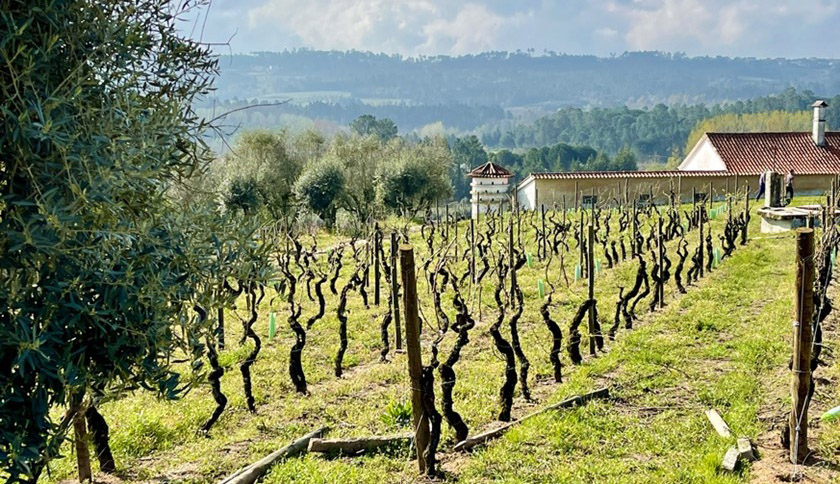 Wines of the Dão region, Santar