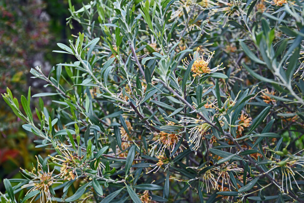 Grevillea olivacea