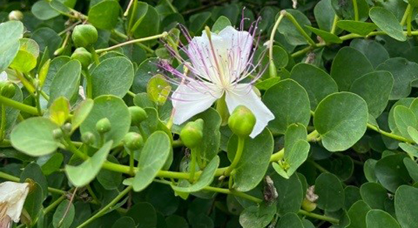 Capparis spinosa
