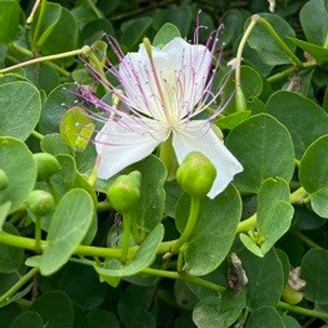 Capparis spinosa