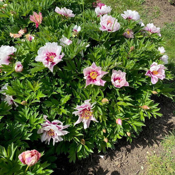 Paeonia officinalis