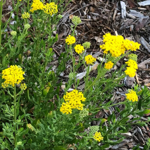 Achillea ageratum 'Moonwalker'