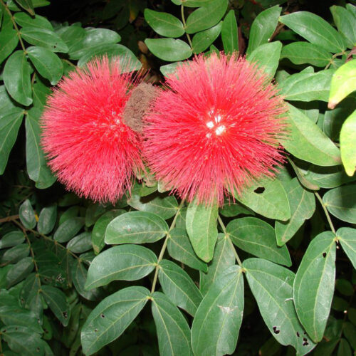 Calliandra haematocephala