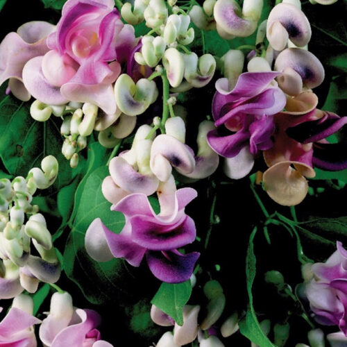 Cochliasanthus caracalla