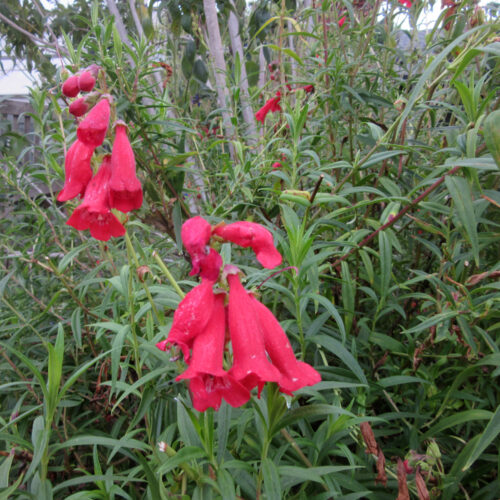 Penstemon hartwegii
