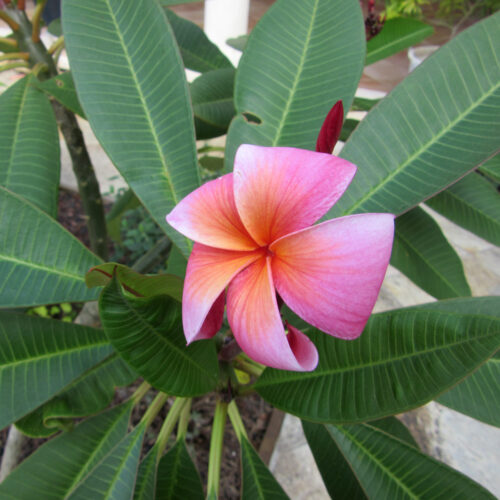 Plumeria rubra