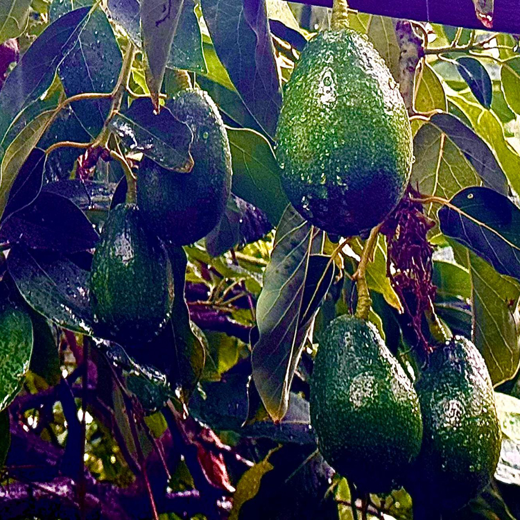 Avocado tree