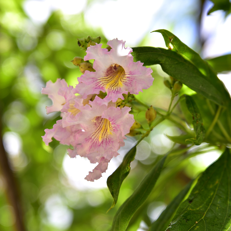 Chitalpa tashkentensis